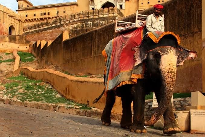 रैंप वॉक तो बहुत देखी होगी, लेकिन कभी देखी है आपने एलिफेंट रैंप वॉक?